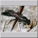 Trypoxylon cf figulus - Grabwespe 01 9-10mm.jpg